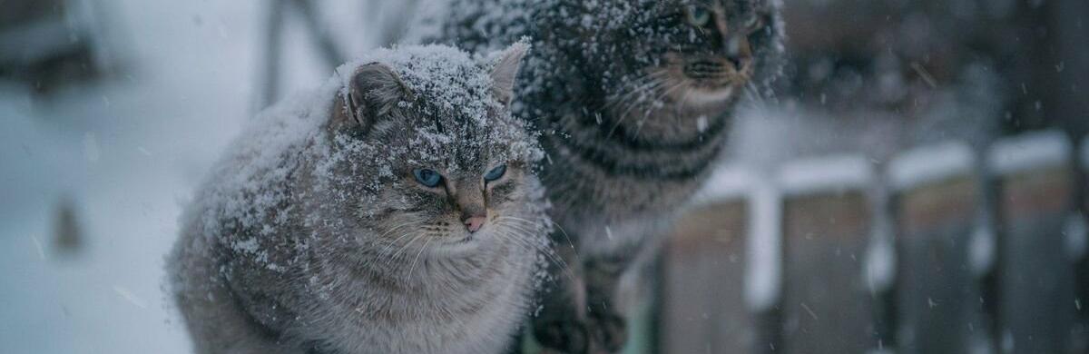  ���� ������� �������� ��������� ������� 