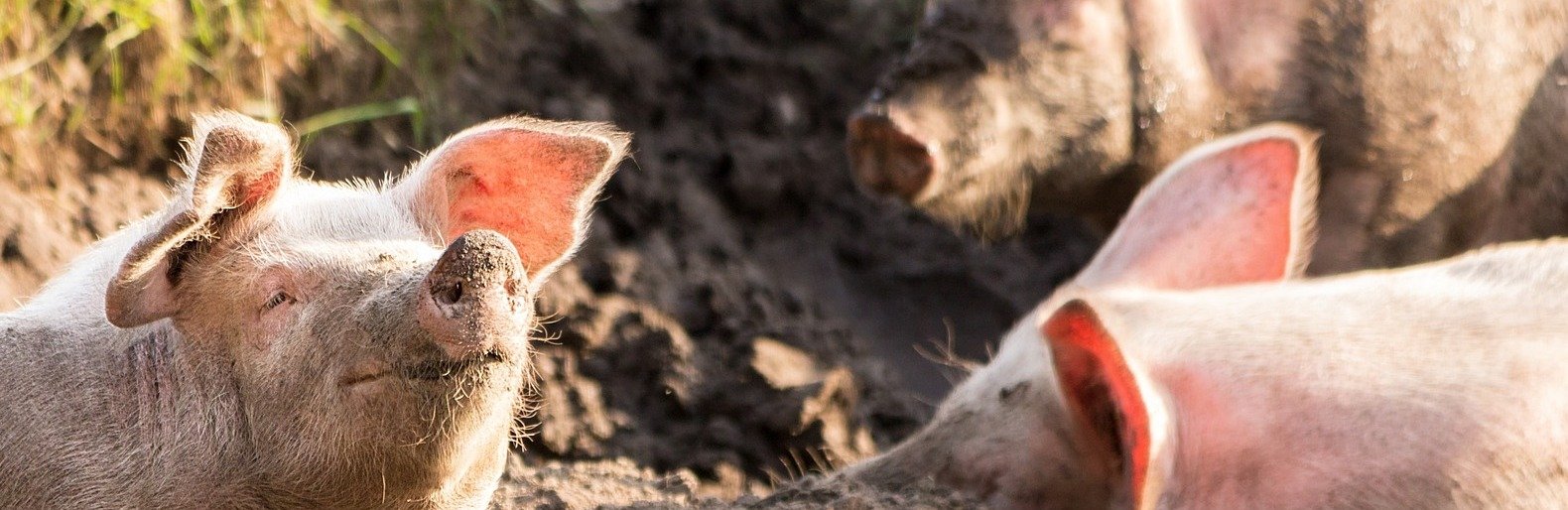  ����� ���� �� ����� ������� ������ ����������� ���� 