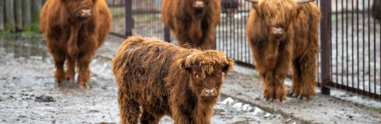  �������� ���� ��������� �������� ���������� 300 ����� ��������� 