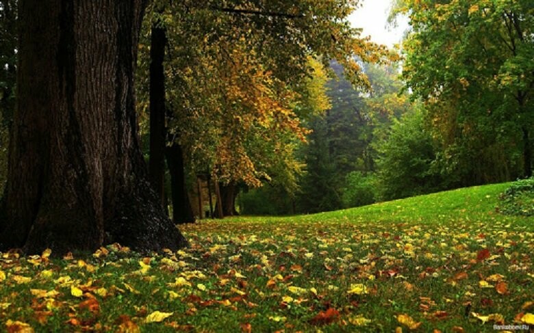  ������ ����� ������� �������� 