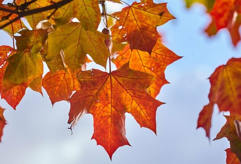  ������ ����� ������� ������� 