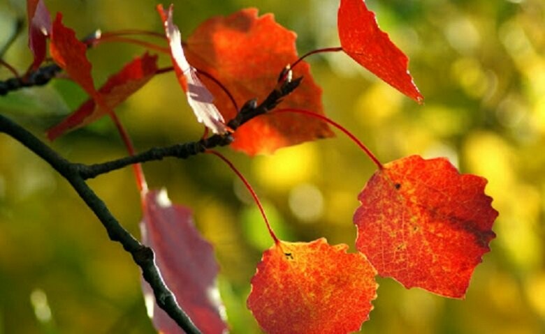  ������ ����� ������� 