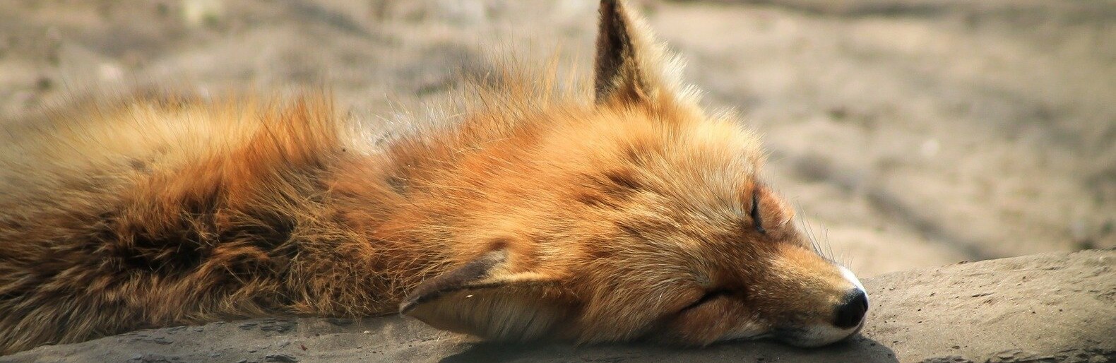  �������� ����������� �������� ����� ������� ���������� ����� ���� 