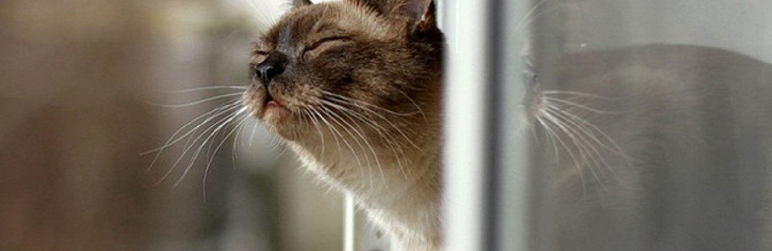  ������ ����� ������� ���� 