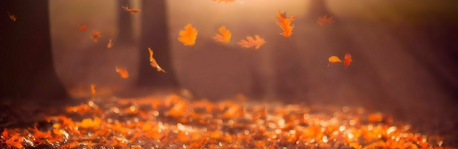  ������ ����� ������� ������ 