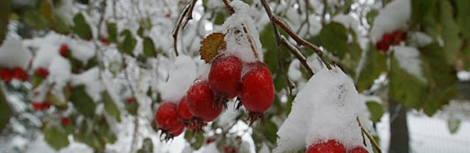  ������ ����� ������ ������� 23-29 ������ 