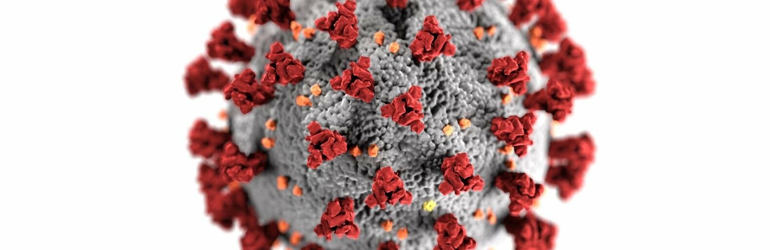  ����������� ����� ��������� ���������� covid-19 ������� 