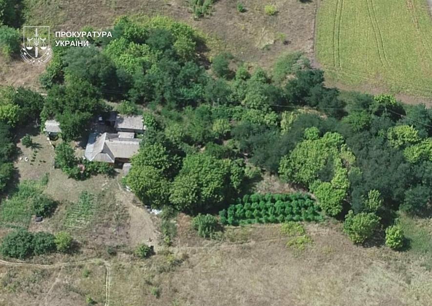 Вилучено тонни коноплі: як працювала схема наркобізнесу у Києві