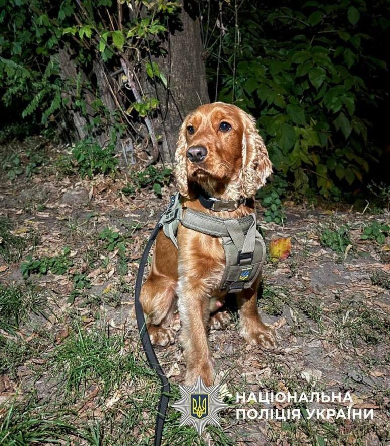 Кокос на службі закону: у Києві поліція виявила всю мережу наркотиків