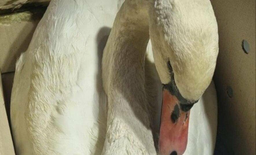 Стан критичний: киян просять допомогти врятувати лебедя, який впав у яму на підприємстві