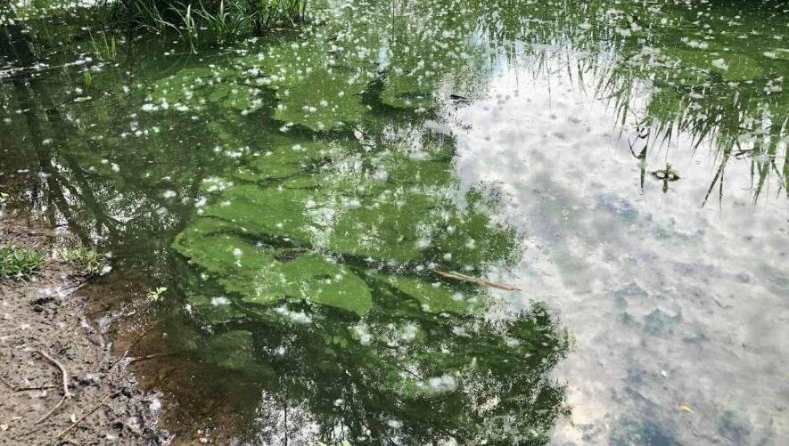 В Білому озері на Оболоні позеленіла вода: в чому причина