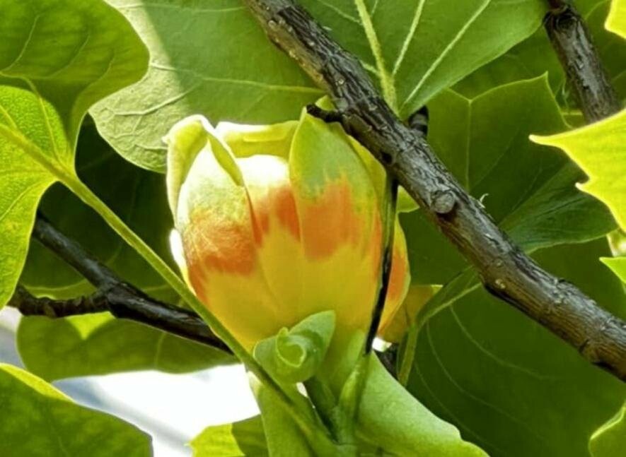 У Києві квітне тюльпанове дерево: де його можна побачити, – ФОТО