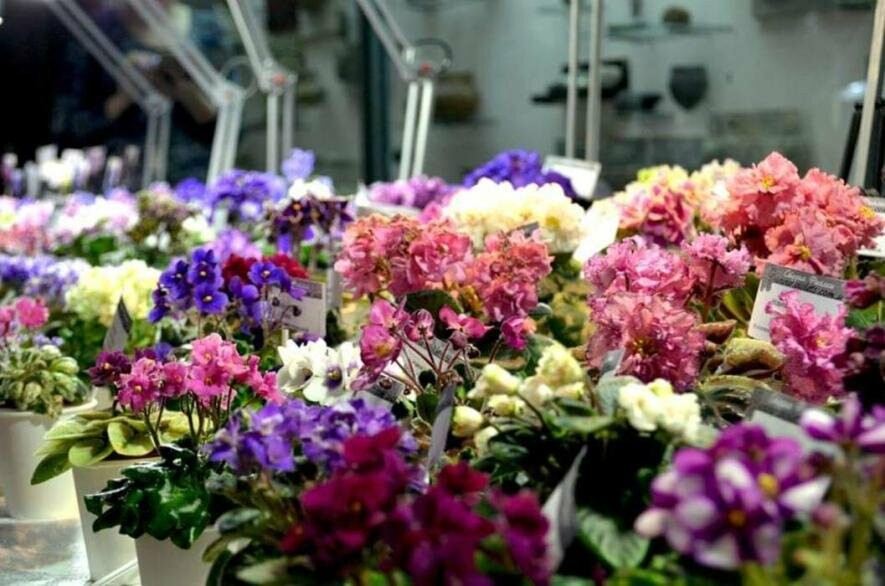 Квітковий рай в Києві: де й коли відкриється безкоштовна виставка фіалок Квітковий рай в Києві: де й коли відкриється безкоштовна виставка фіалок