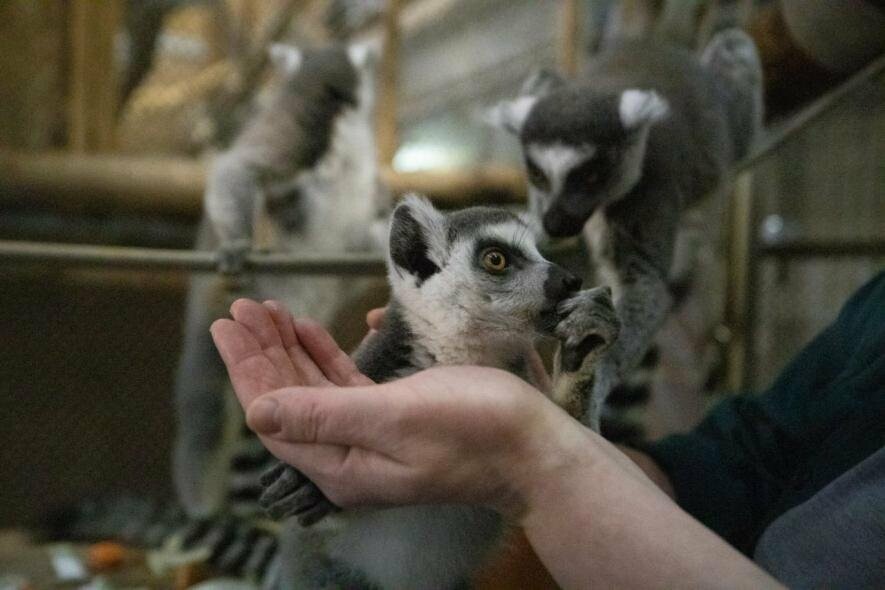 Минулого року в Київському зоопарку народилось 300 нових мешканців, – ФОТО
