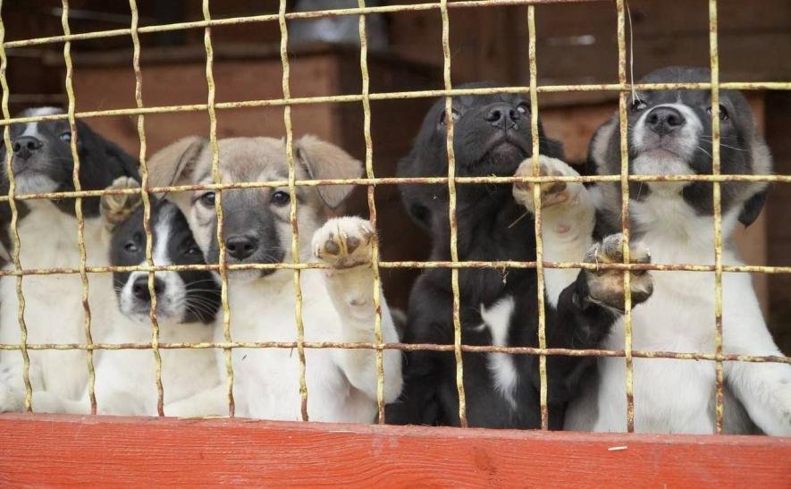 Притулки у Києві та області, де можна взяти собі домашнього улюбленця |  Новини