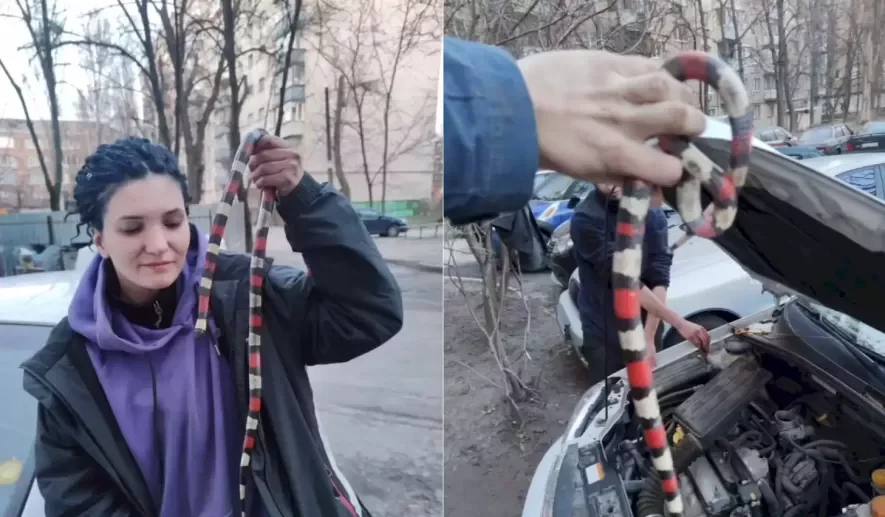 Під капотом — небезпека: у Києві змія влаштувала засідку в авто Під капотом — небезпека: у Києві змія влаштувала засідку в авто