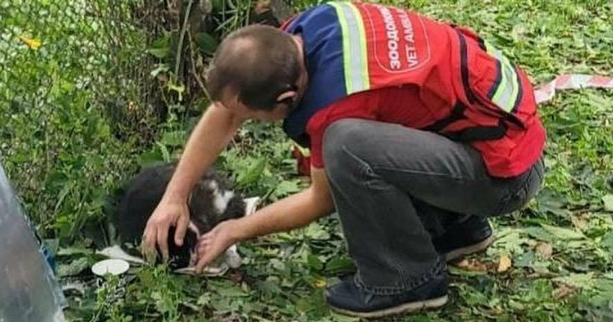 Неймовірне диво в Києві: після ракетного удару врятували двох котів із важкими травмами Неймовірне диво в Києві: після ракетного удару врятували двох котів із важкими травмами