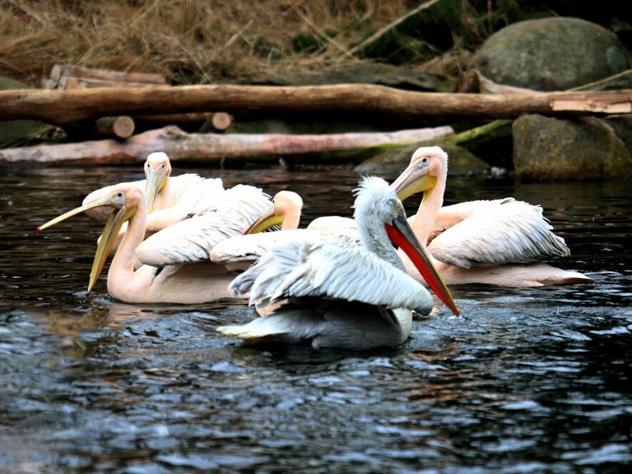 Пелікани зі столичного зоопарку повернулися на озера, – ФОТО, ВІДЕО