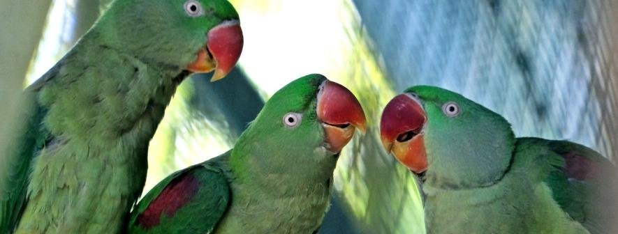Врятованим папугам у Київському зоопарку облаштували новий авіарій з фонтаном, – ФОТО, ВІДЕО