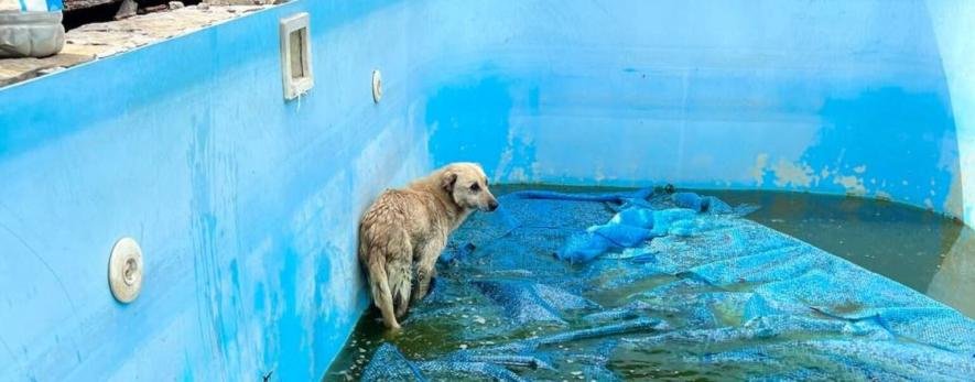 Щонайменше три дні у покинутому басейні: під Києвом врятували пса з пораненими ногами, – ФОТО Щонайменше три дні у покинутому басейні: під Києвом врятували пса з пораненими ногами, – ФОТО