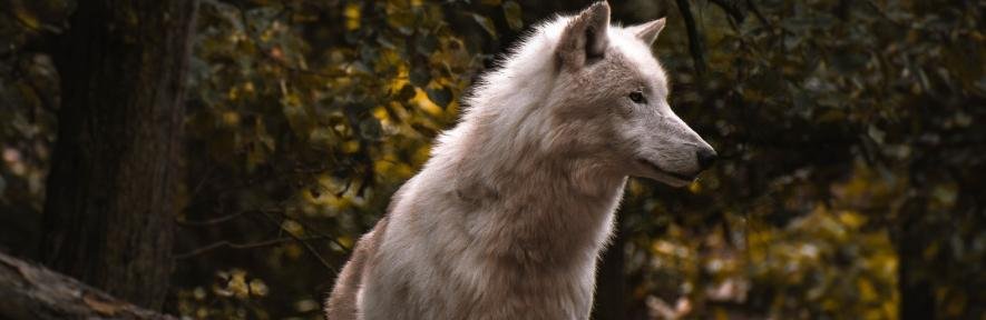 Під Києвом з’явиться перший в Україні заказник для вовків: деталі
