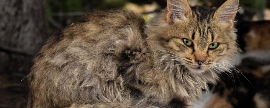 Біля Білої Церкви виявили кота, хворого на сказ: зараз в тому районі вакцинують тварин