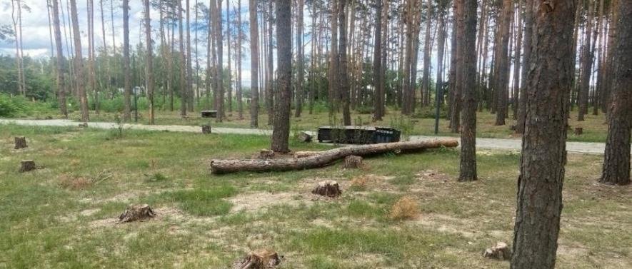 Ексначальник військової адміністрації на Київщині незаконно нарубав дерев: що йому загрожує, – ФОТО Ексначальник військової адміністрації на Київщині незаконно нарубав дерев: що йому загрожує, – ФОТО