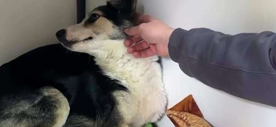 На трасі Ковель-Київ знайшли собаку, з якої познущались нелюди: зараз вона проходить лікування