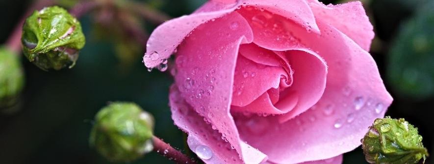 У київському Ботанічному саду відкрився Сад троянд: спішіть помилуватись цими красунями, – ФОТО
