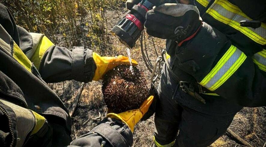 Під Києвом врятували їжачка, який потрапив у вогняну пастку, – ФОТО