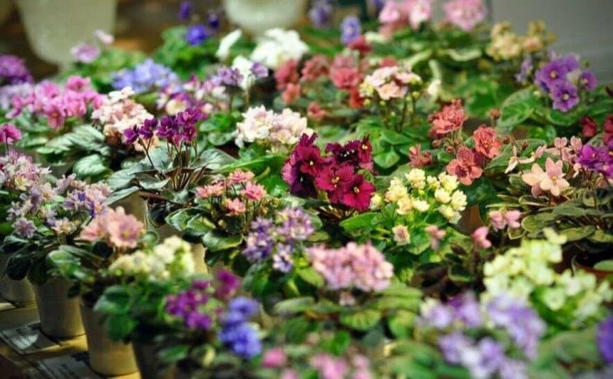 Квітковий рай у Києві: коли і де відкриється безкоштовна виставка фіалок Квітковий рай у Києві: коли і де відкриється безкоштовна виставка фіалок