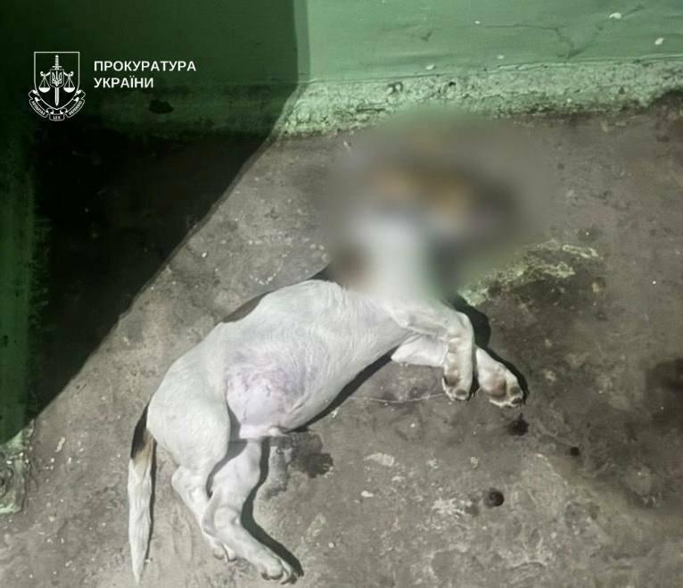 Крики і сльози на Київщині: цуценя загинуло після падіння з вікна