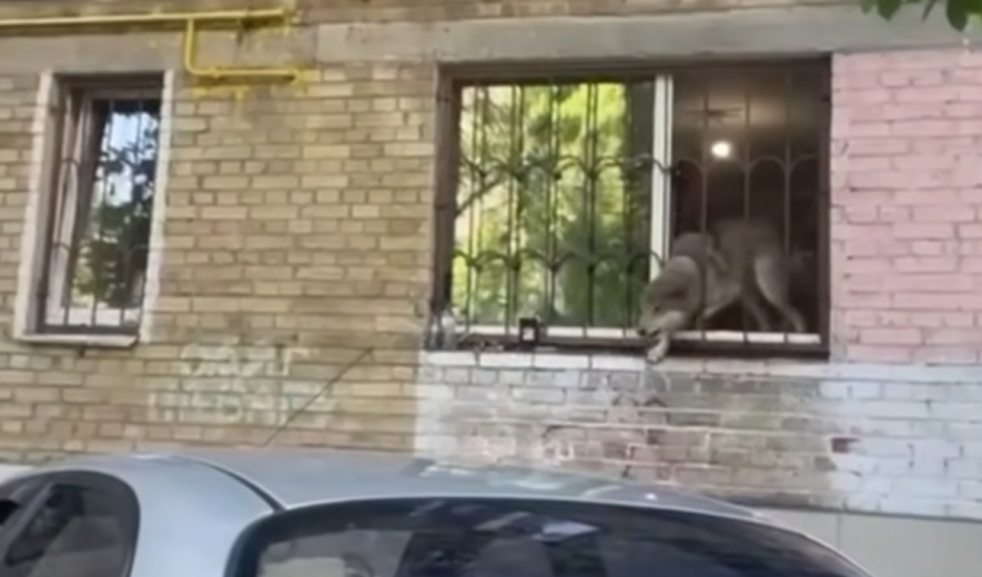 Дикий звір у квартирі: кого утримували вдома жителі Києва, – ВІДЕО Дикий звір у квартирі: кого утримували вдома жителі Києва, – ВІДЕО