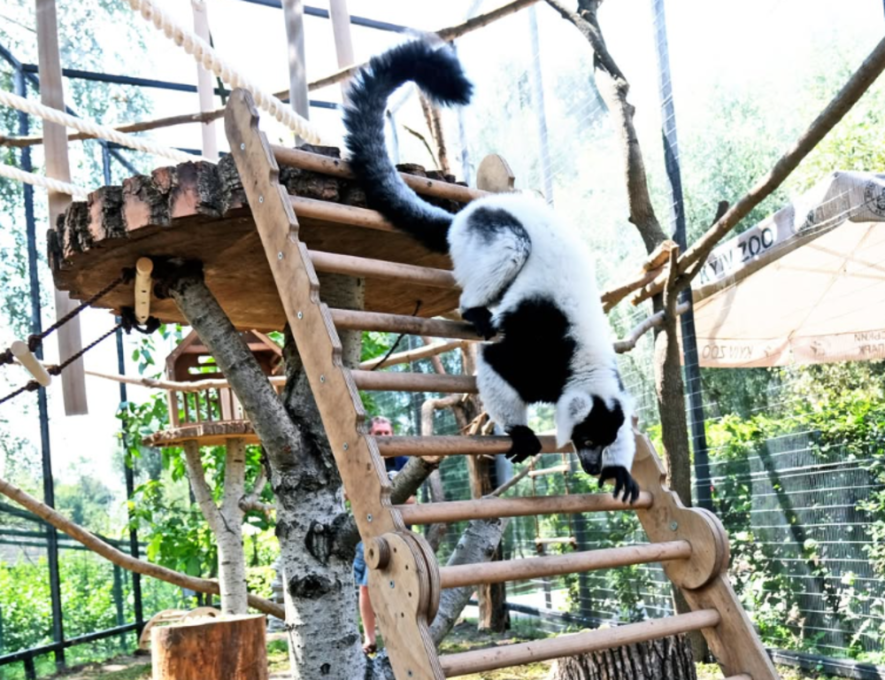Екзотичний рай у Київзоо: в жителів Мадагаскару з’явилась нова домівка, – ФОТО