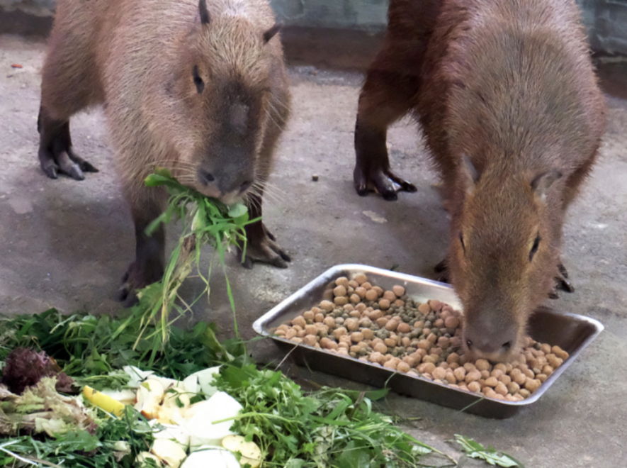 Затишок у Київзоо: найбільші гризуни у світі повернулись до зимової оселі, – ФОТО