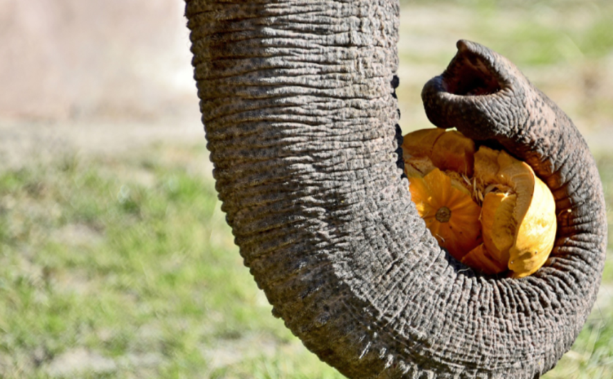 Смачний сюрприз для найбільшого мешканця Київзоо: що чекає на відвідувачів, – ФОТО