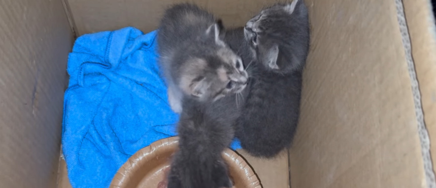 Диво серед завалів: у Києві вижили кошенята на місці балістичного удару, – ФОТО