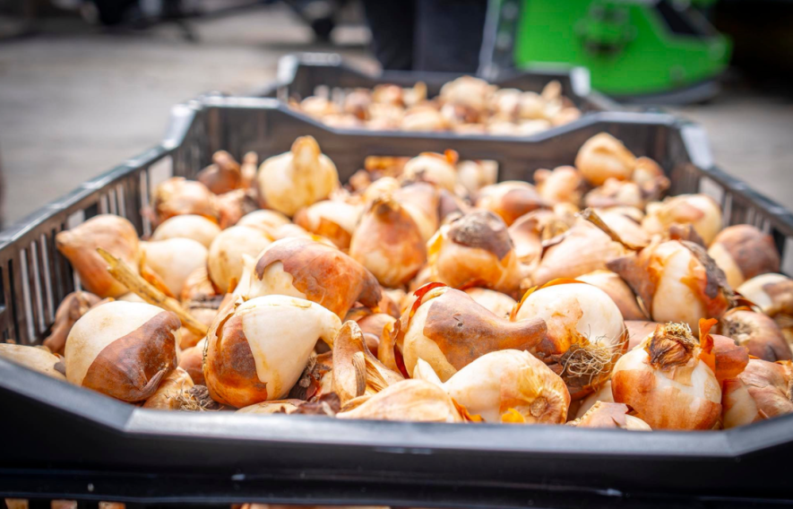 Квітковий подарунок: Київщина отримала 100 тисяч тюльпанів, – ФОТО