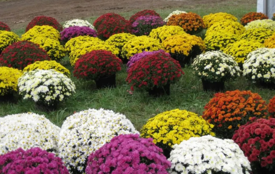 “Переможемо”: в Києві з’явилась патріотична квіткова композиція, – ФОТО