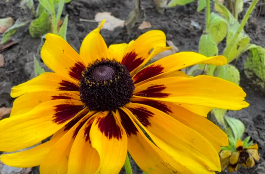 Японські квіти та злакові трави: як у Києві виглядає нова зона відпочинку, – ФОТО