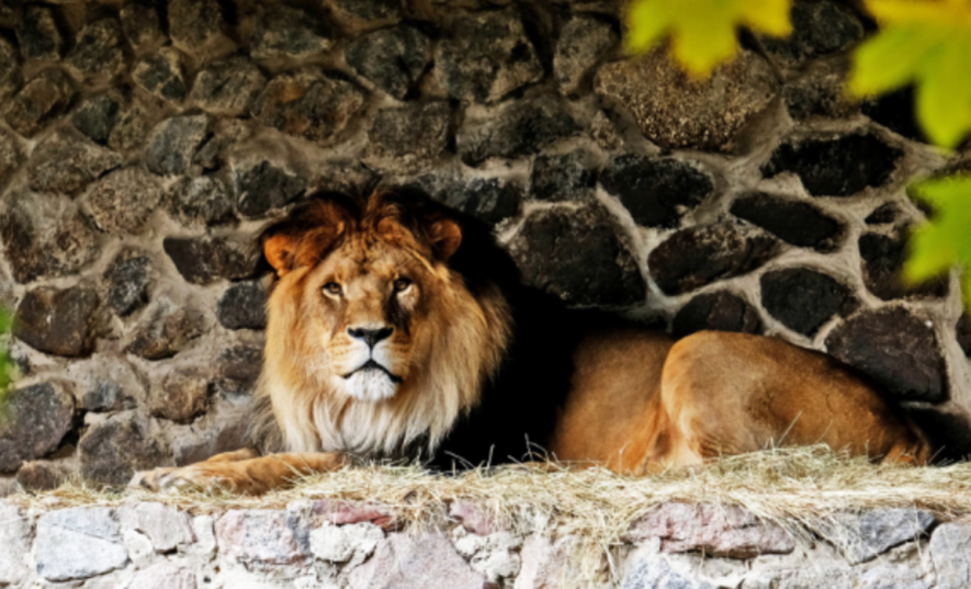 Осіння фотозйомка в Київзоо: як тварини позують для відвідувачів, – ФОТО