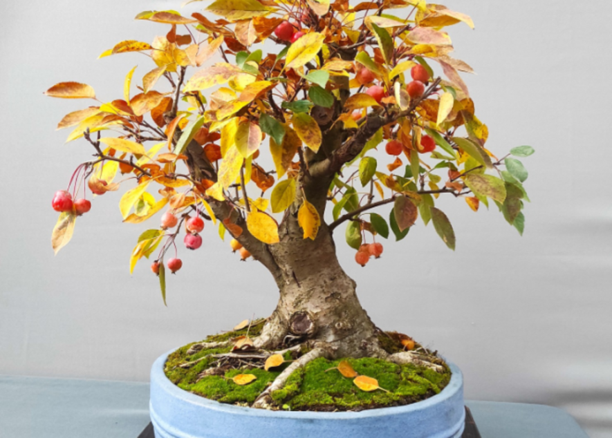 Краса та магія мініатюрних дерев: у Києві показали колекцію Бонсай, – ФОТО