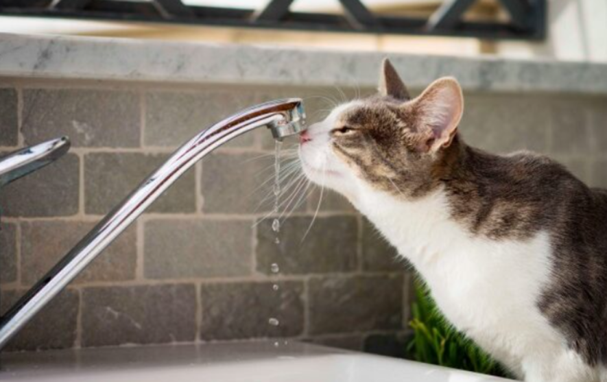 Сотні жителів Київщини залишились без води: адреси відключень