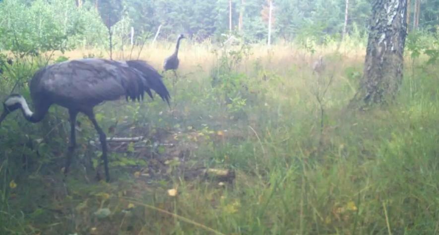 Таємничі мешканці Чорнобильських боліт: що науковці побачили на фотопастках