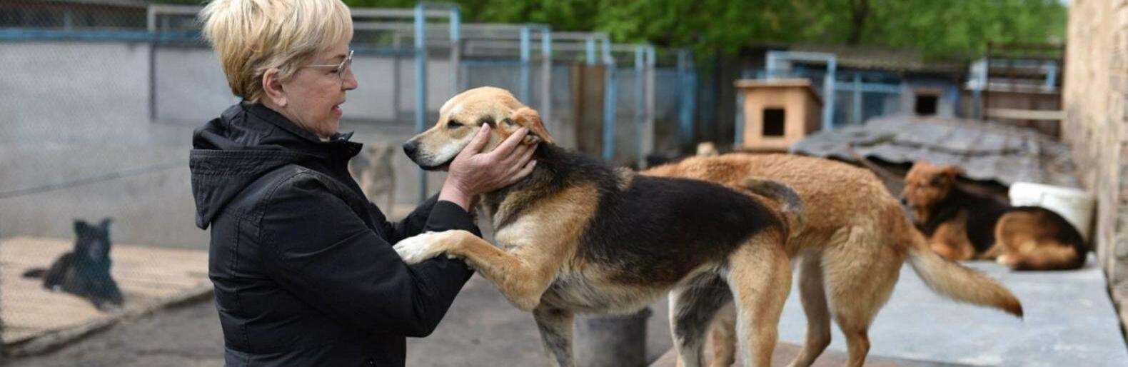 Притулки у Києві та області, де можна взяти собі домашнього улюбленця