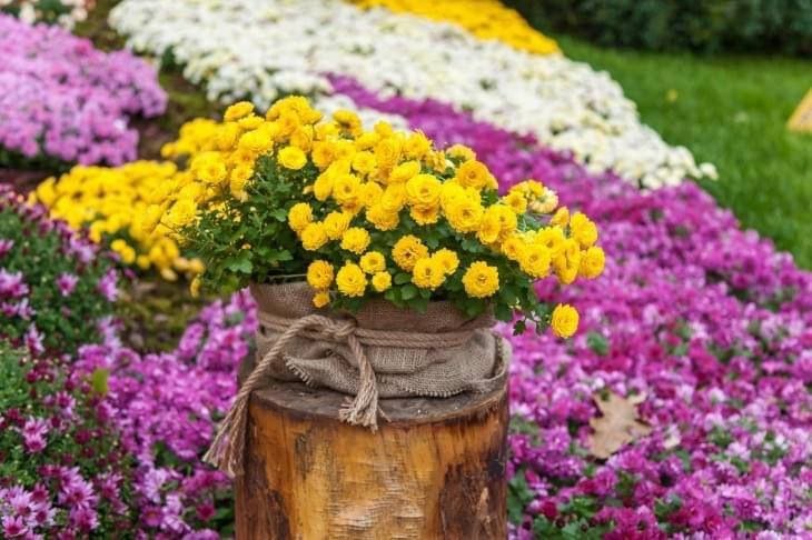 Виставка хризантем у столичному парку Співоче переноситься на тиждень
