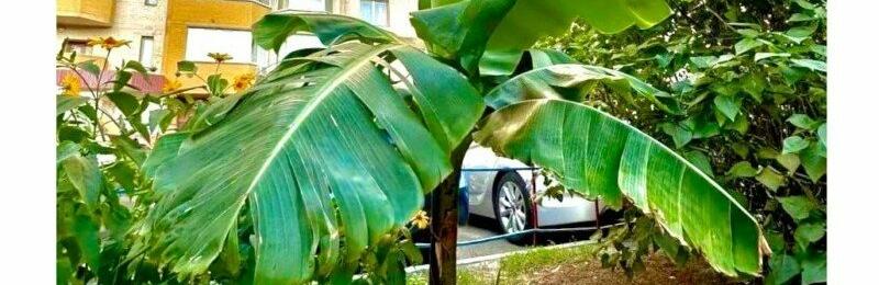 «Дарницькі» тропіки: у Києві біля висоток прижився банан, – ФОТО