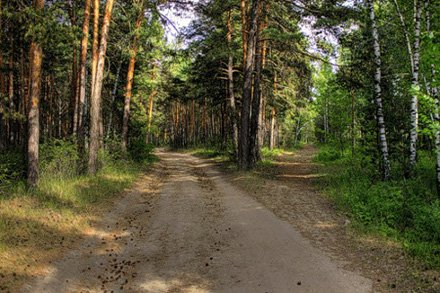 Незаконне захоплення Біличанського лісу: Київрада повернула 3000 га землі столиці