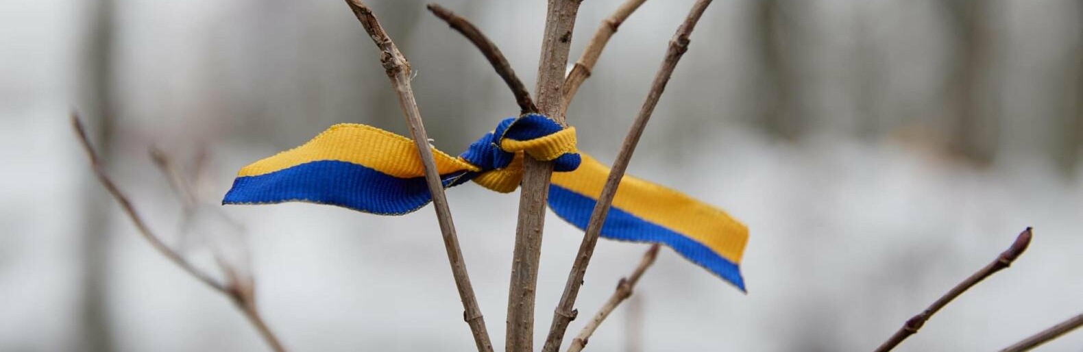 В одному зі столичних парків заклали алею пам'яті воїнів, яких убили в Оленівці, – ФОТО