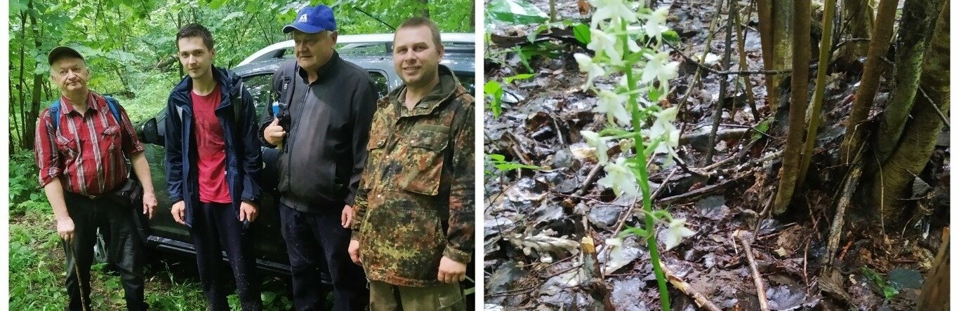 Існувала ще за часів мамонтів: на Київщині знайшли рідкісну рослину, - ФОТО